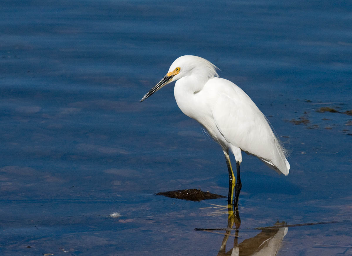 Snowy Egret