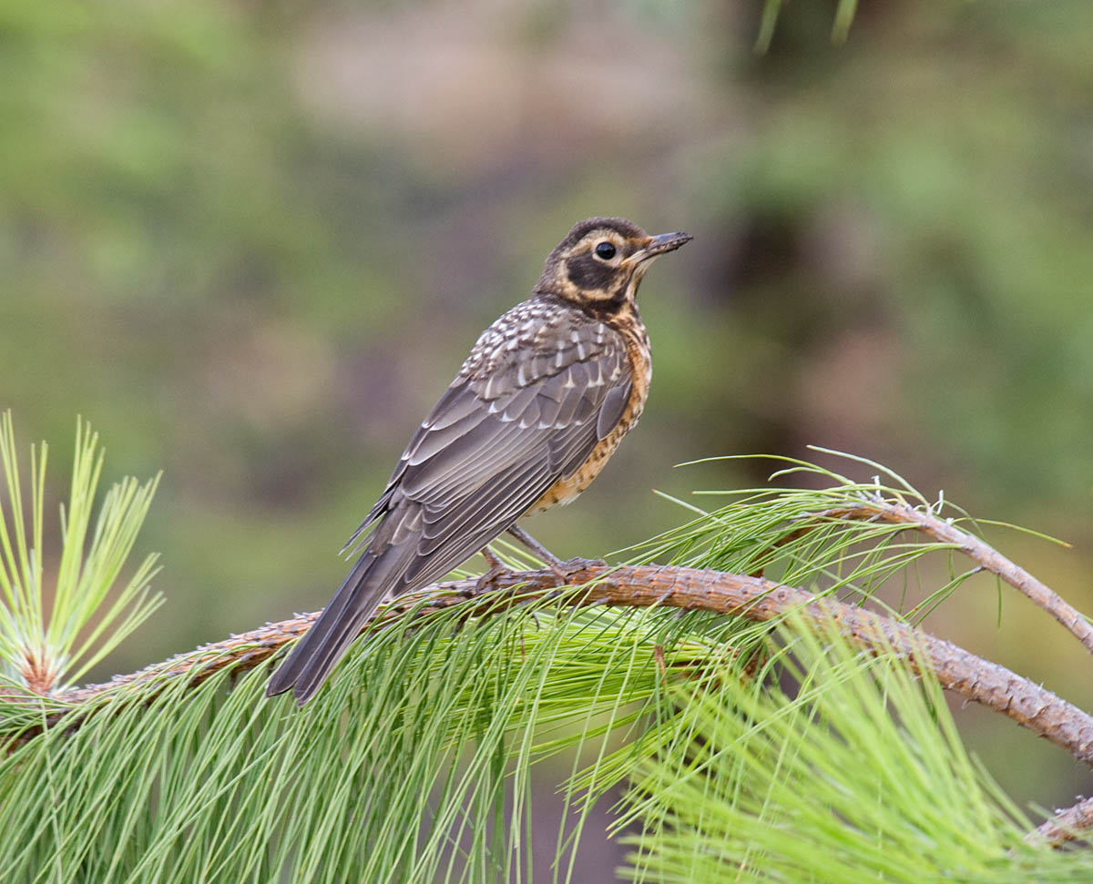 American Robin