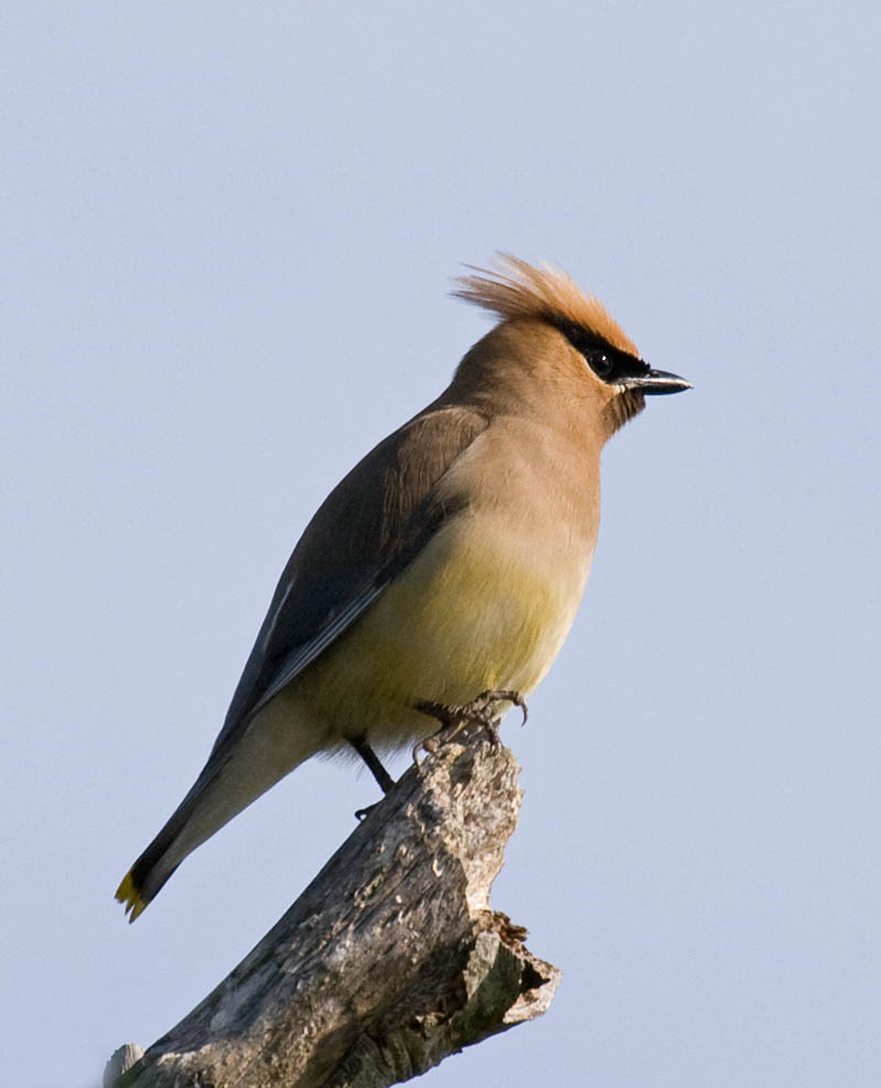 Cedar Waxwing