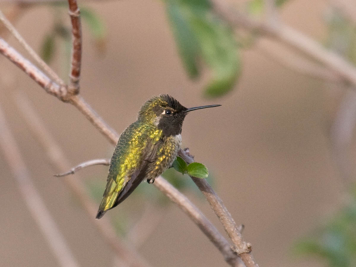 Annas Hummingbird