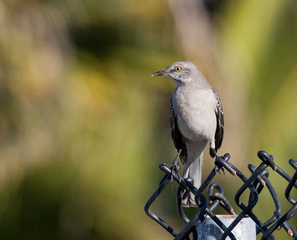 Northern Mockingbird