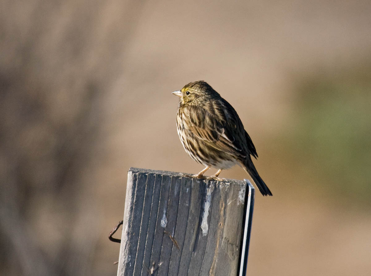Beldings Savannah Sparrow