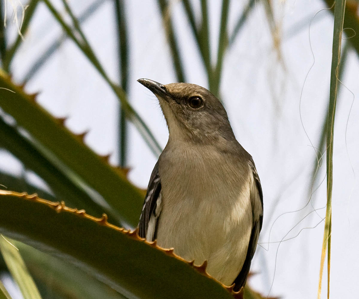 Northern Mockingbird