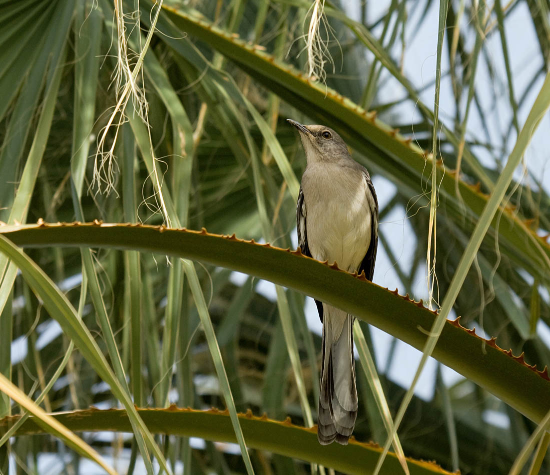 Northern Mockingbird
