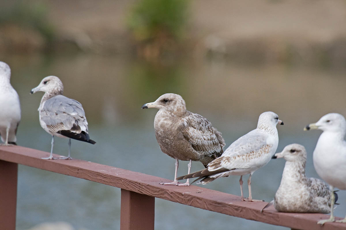 California and Ring-billed Gull