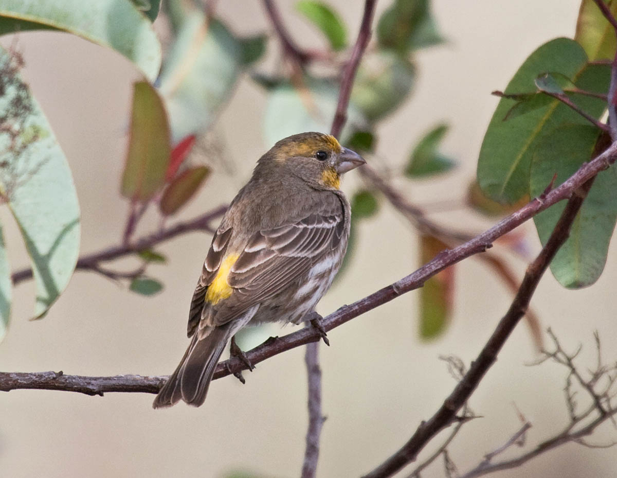 House Finch