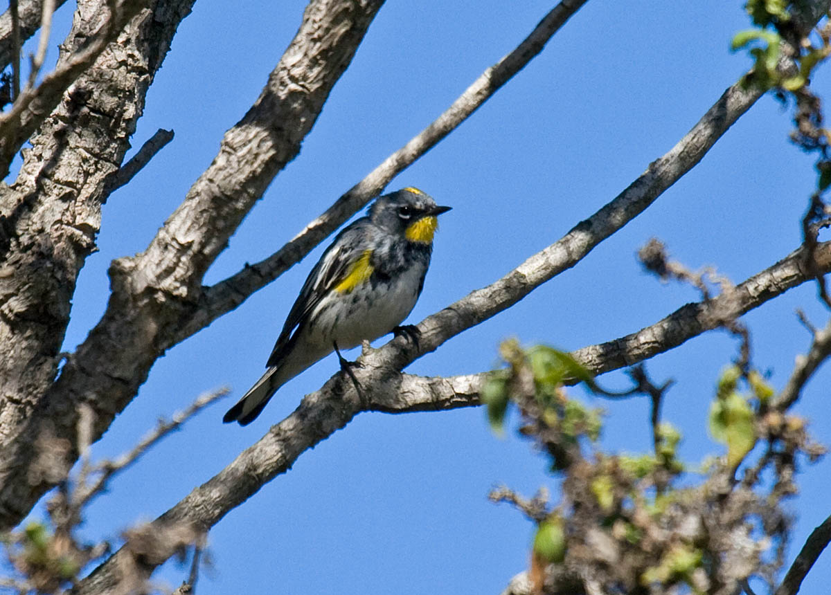Yellow-rumped (Myrtle x Audubons) Warbler