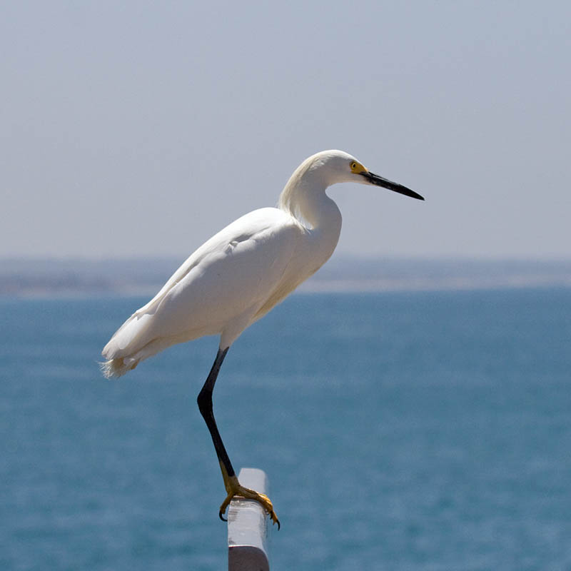 Snowy Egret