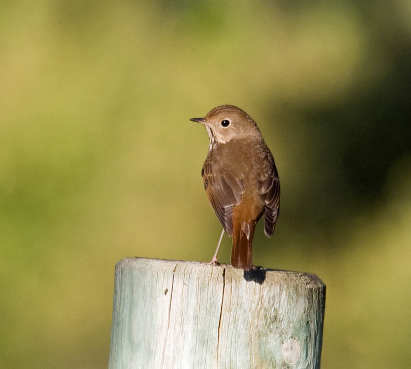 Hermit Thrush