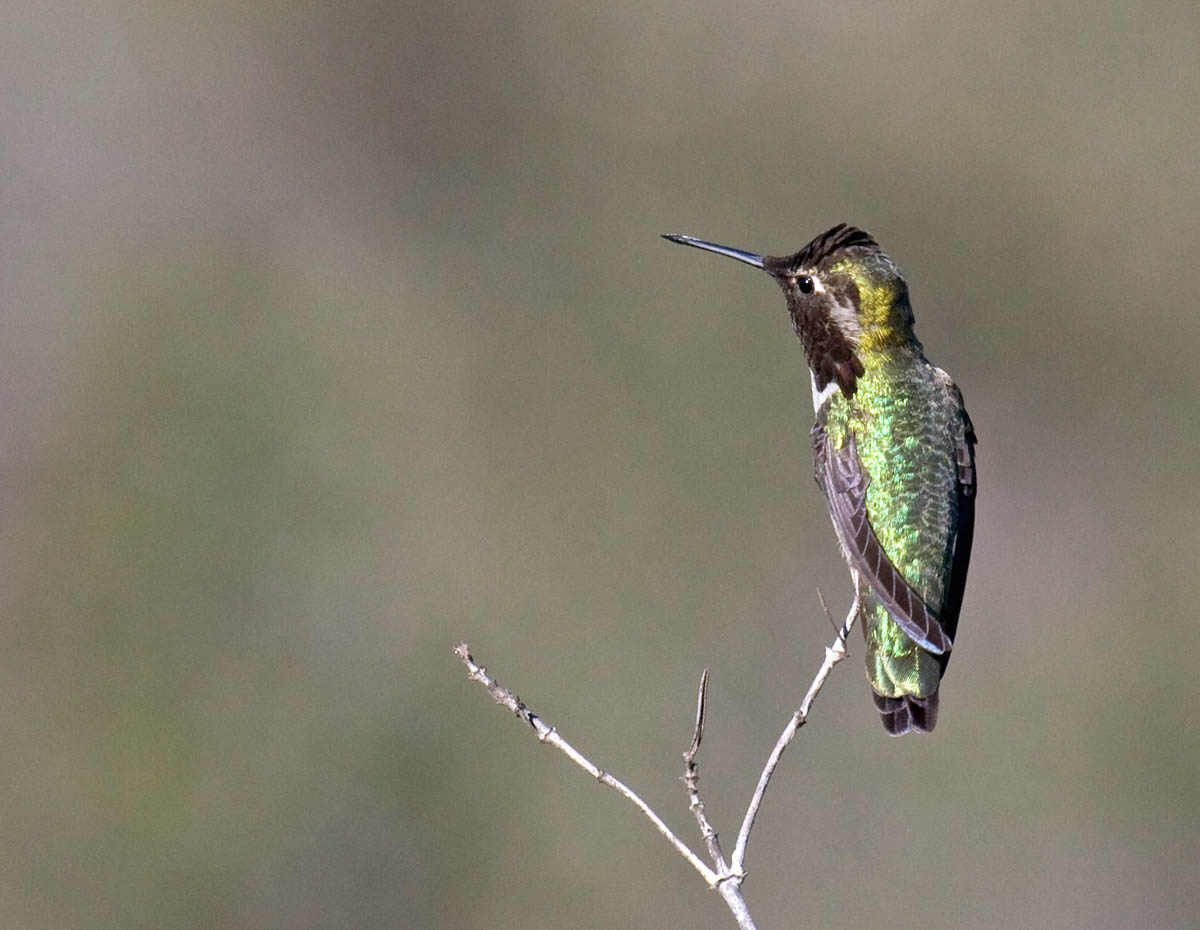 Annas Hummingbird