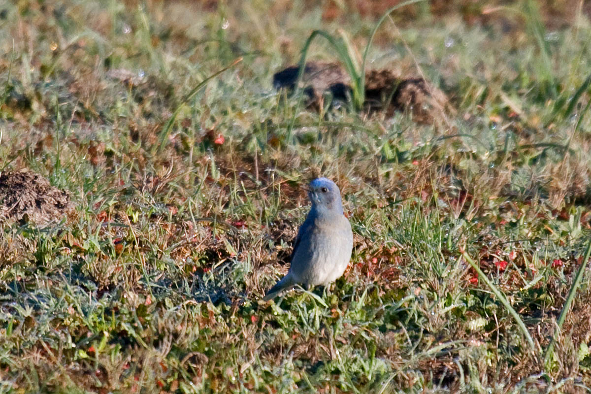 Mountain Bluebird