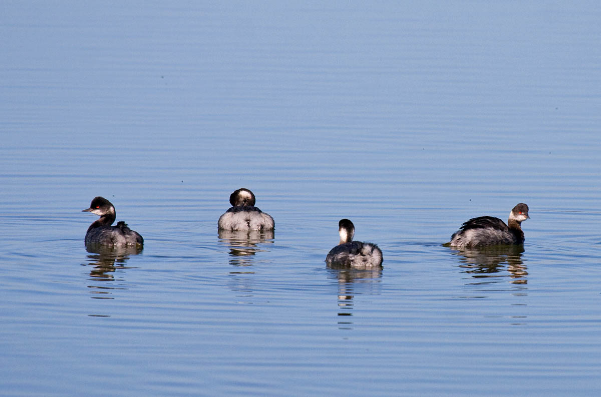 Eared Grebe