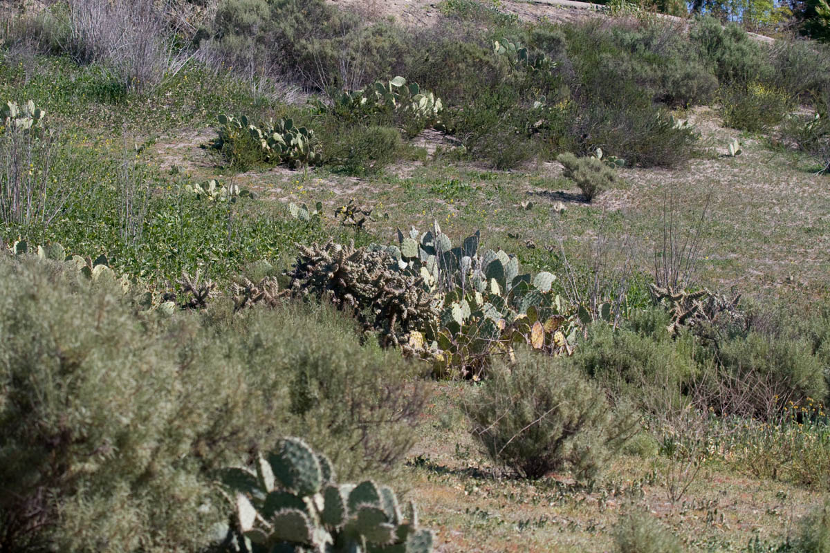 cacti