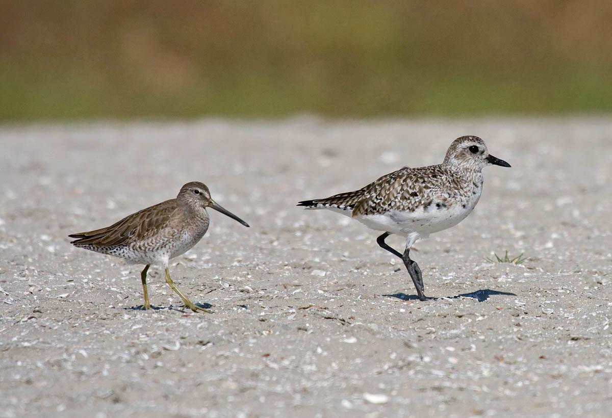 Short-billed Dowitcher and Black-bellied Plover