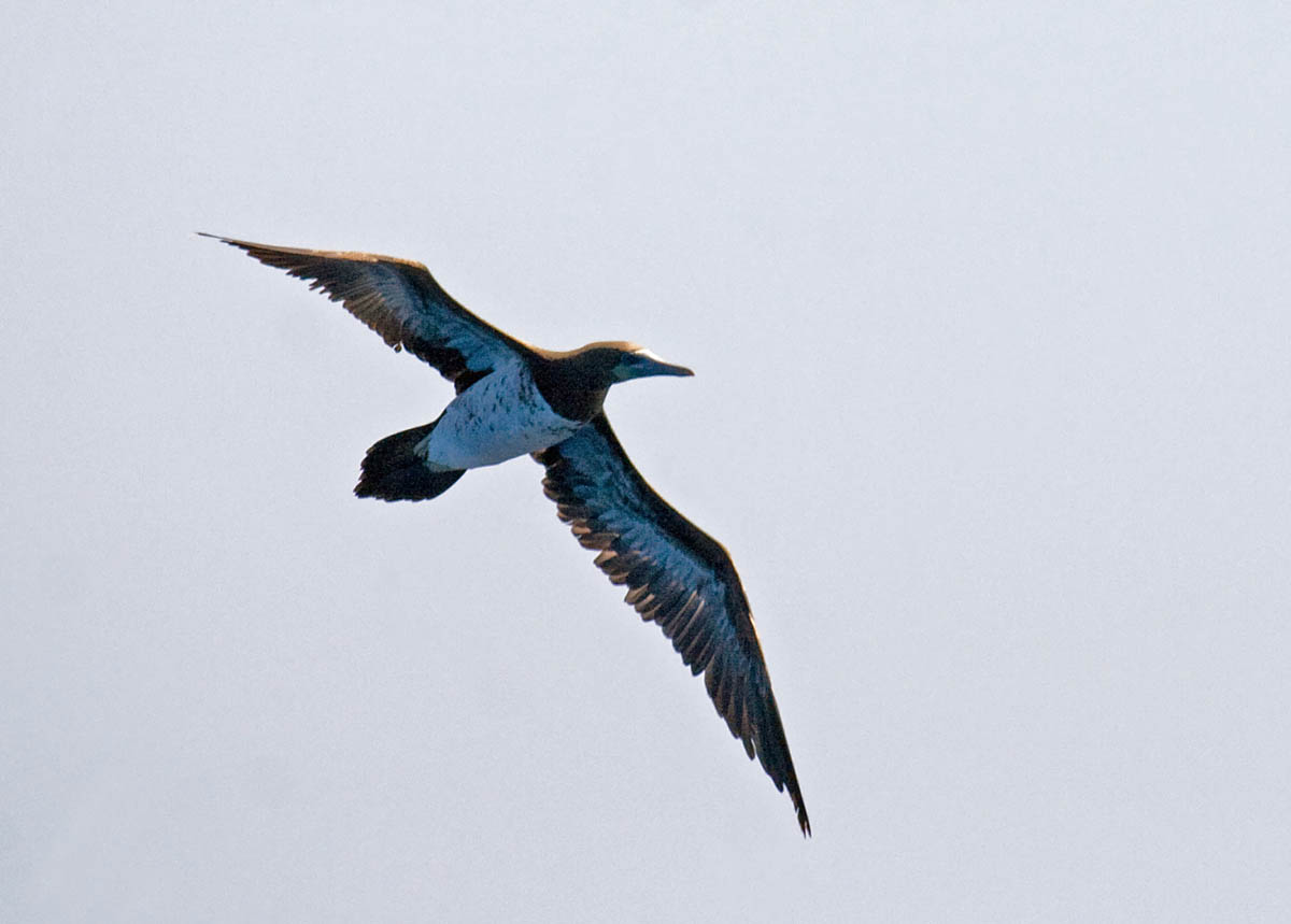 Brown Booby