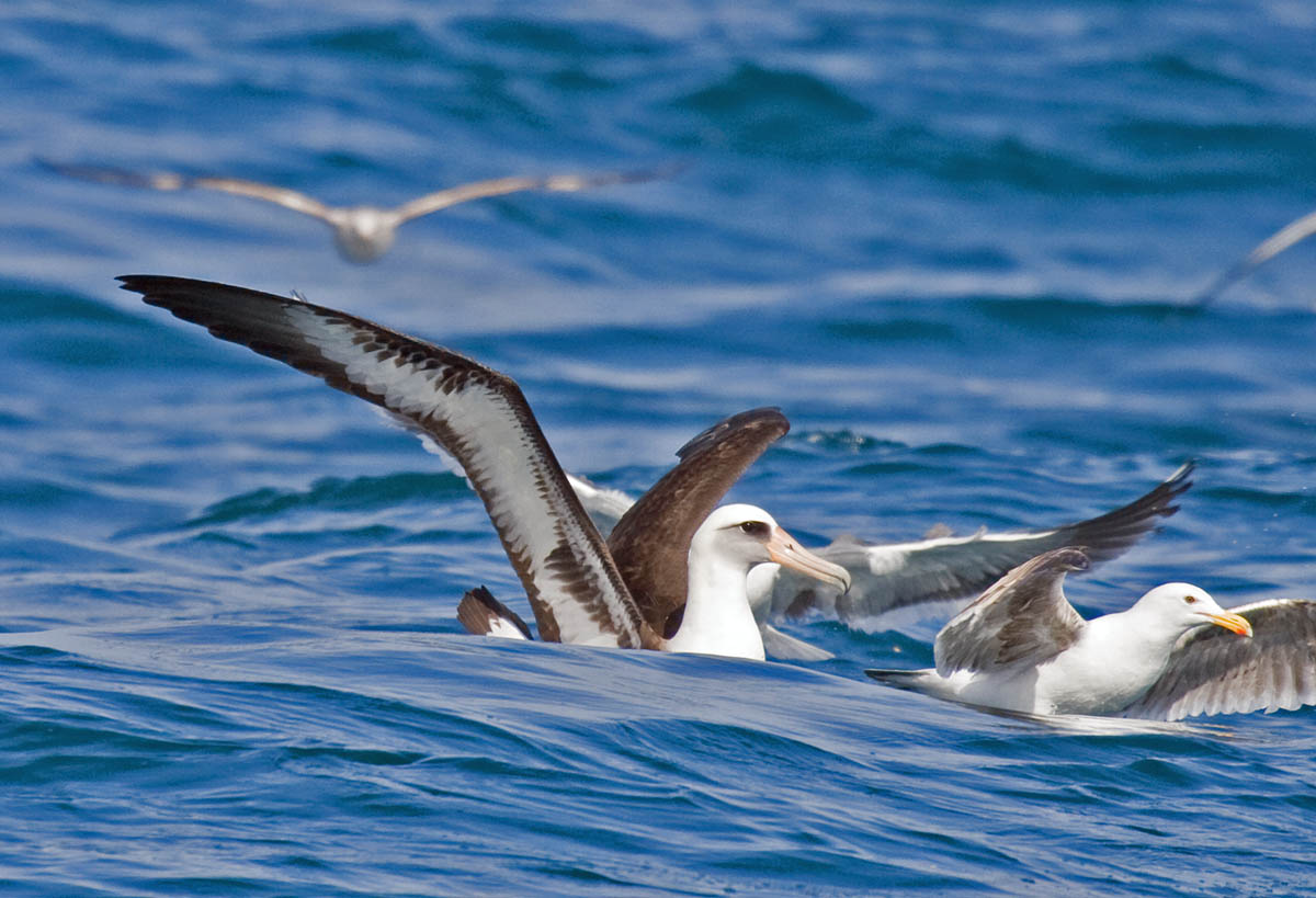 Laysan Albatross