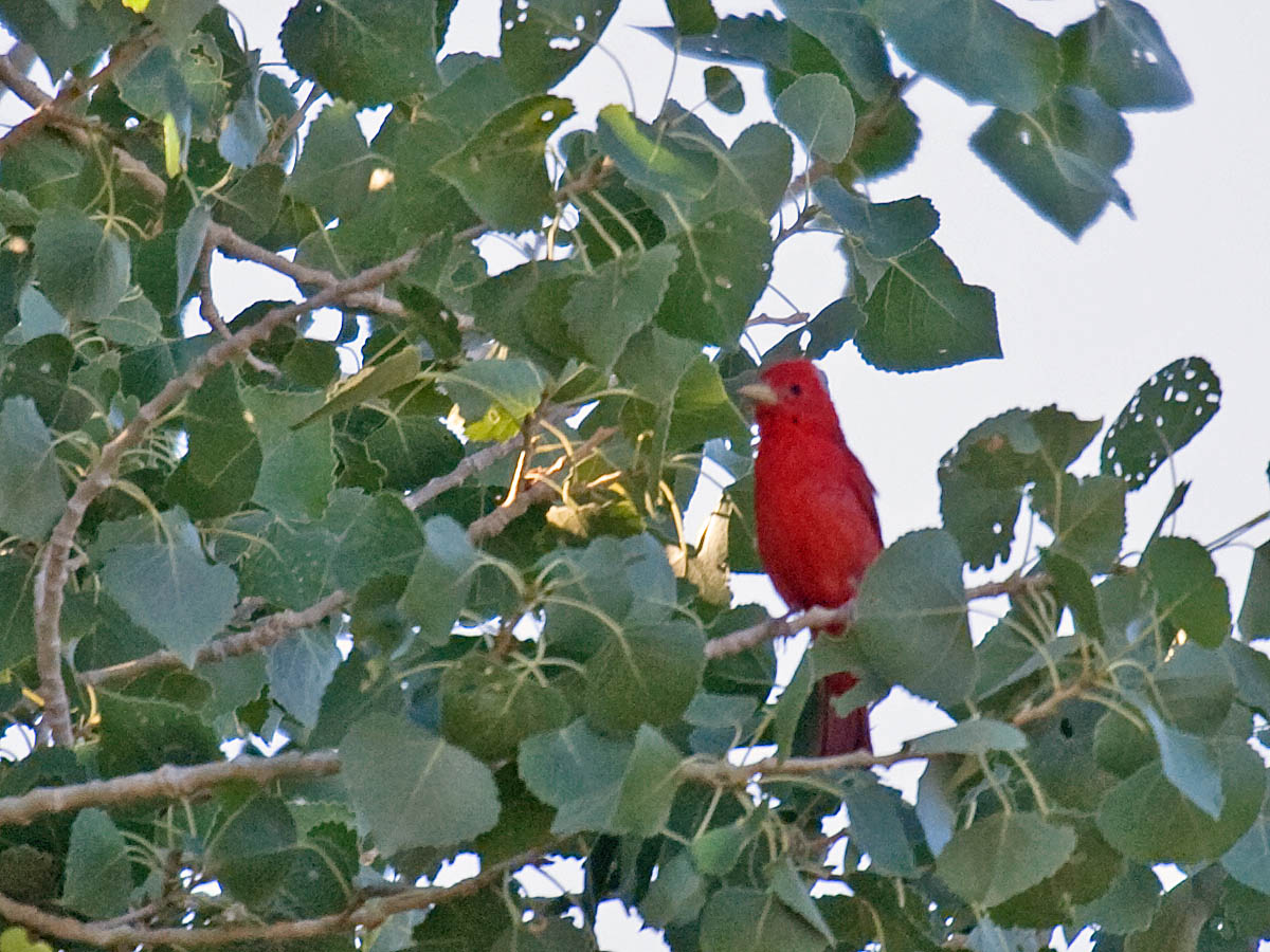 Summer Tanager