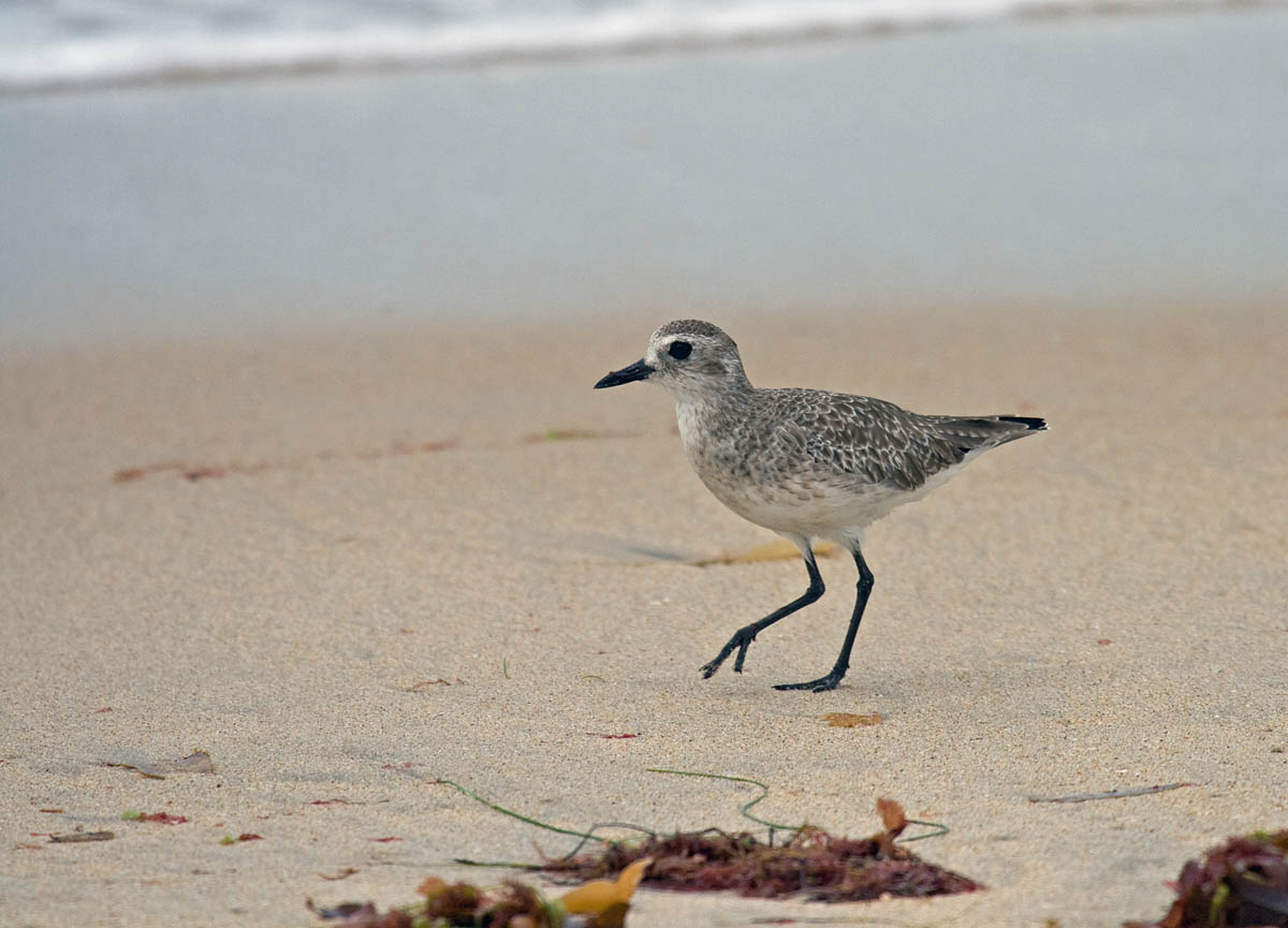 Black-bellied Plover