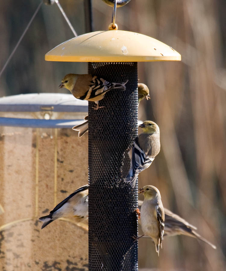 American Goldfinch