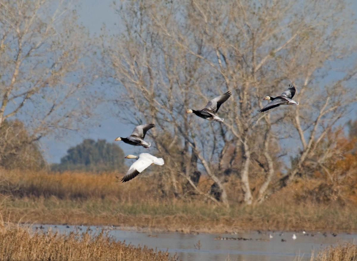 Blue Goose