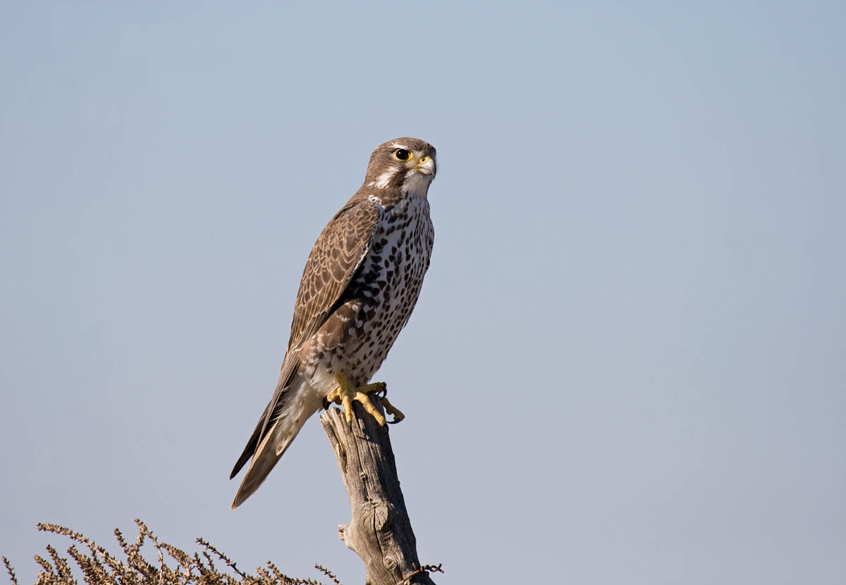 Prairie Falcon