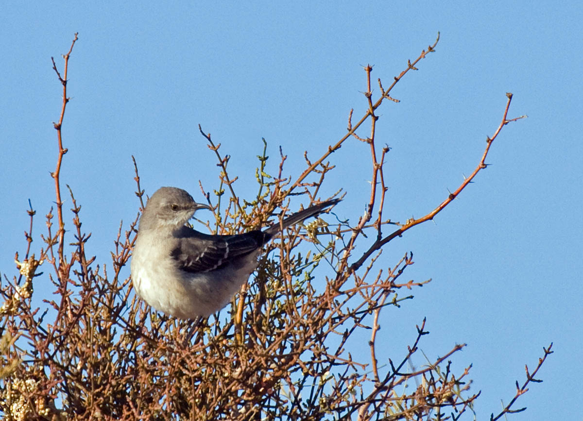 Northern Mockingbird