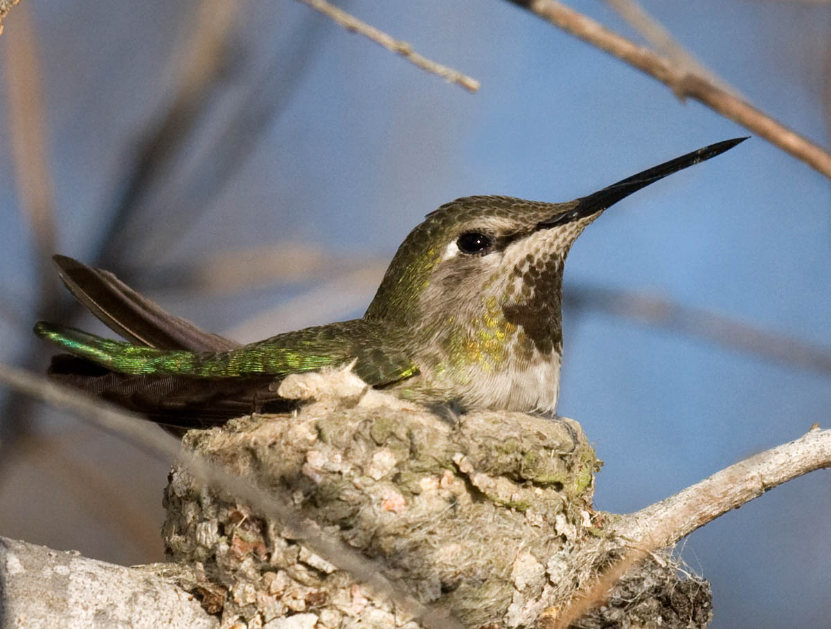 Annas Hummingbird