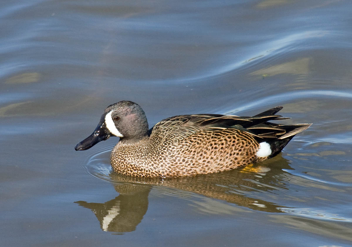 Blue-winged Teal