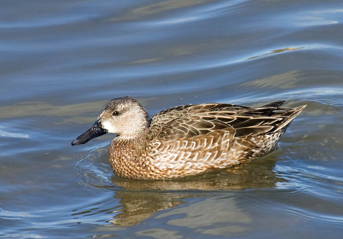 Blue-winged Teal