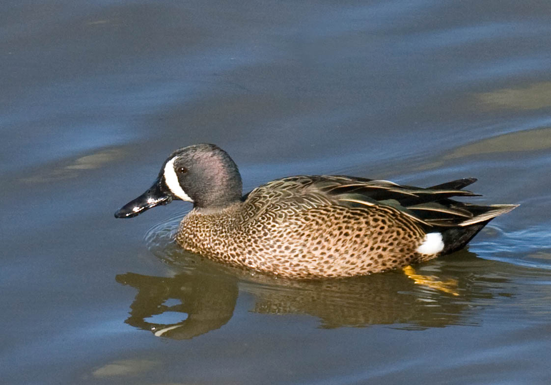 Blue-winged Teal