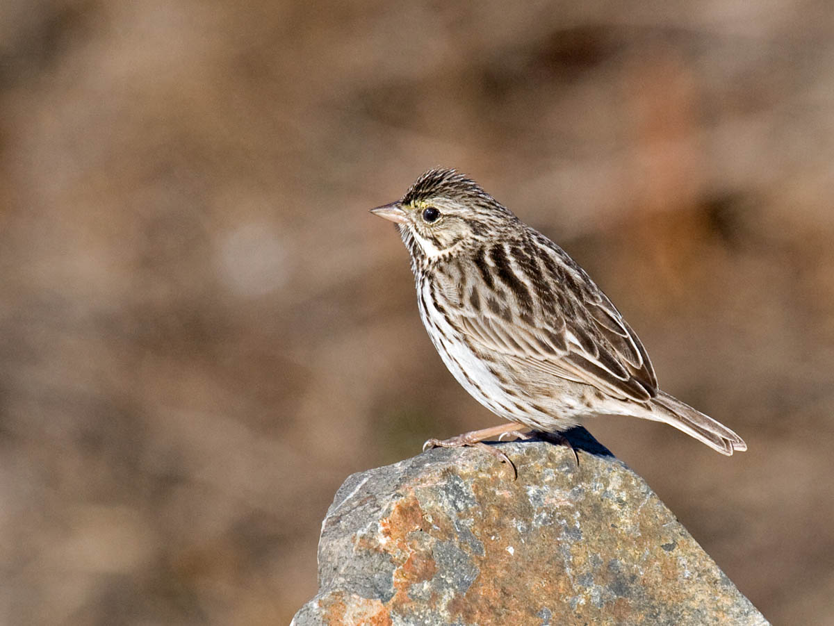 Savannah Sparrow