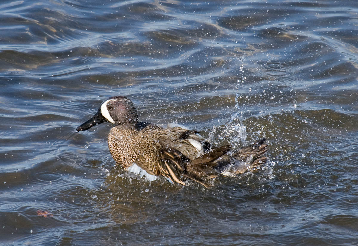 Blue-winged Teal