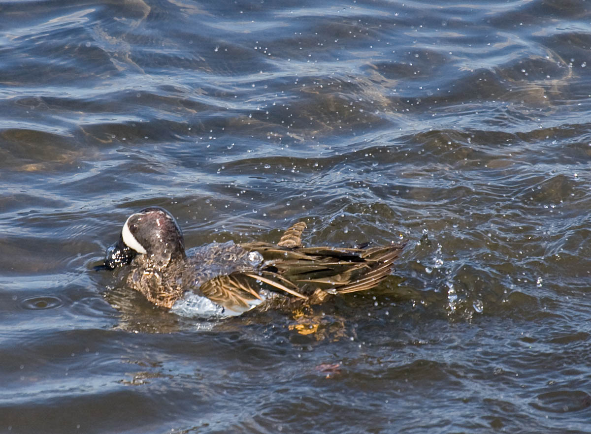 Blue-winged Teal