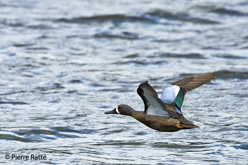 Sarcelle  ailes bleues, Blue-winged Teal