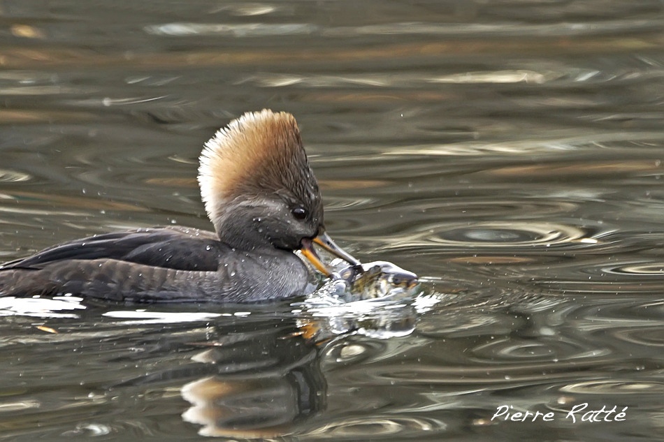 Harle couronn, Hooded Merganser  (femelle)