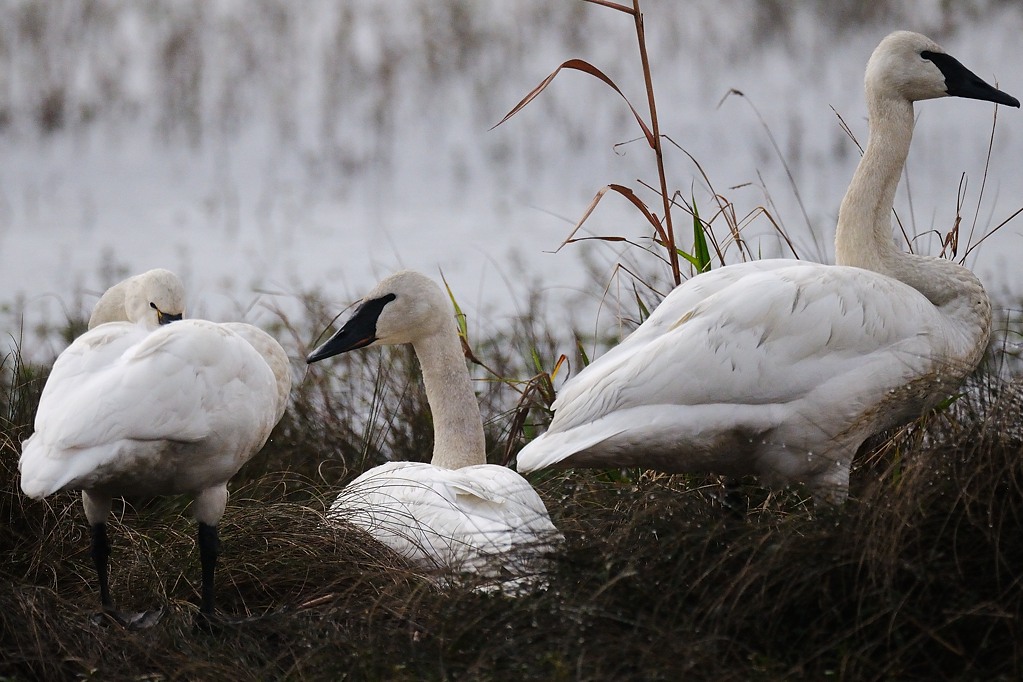 Swan_Trumpeter H10_5603.jpg