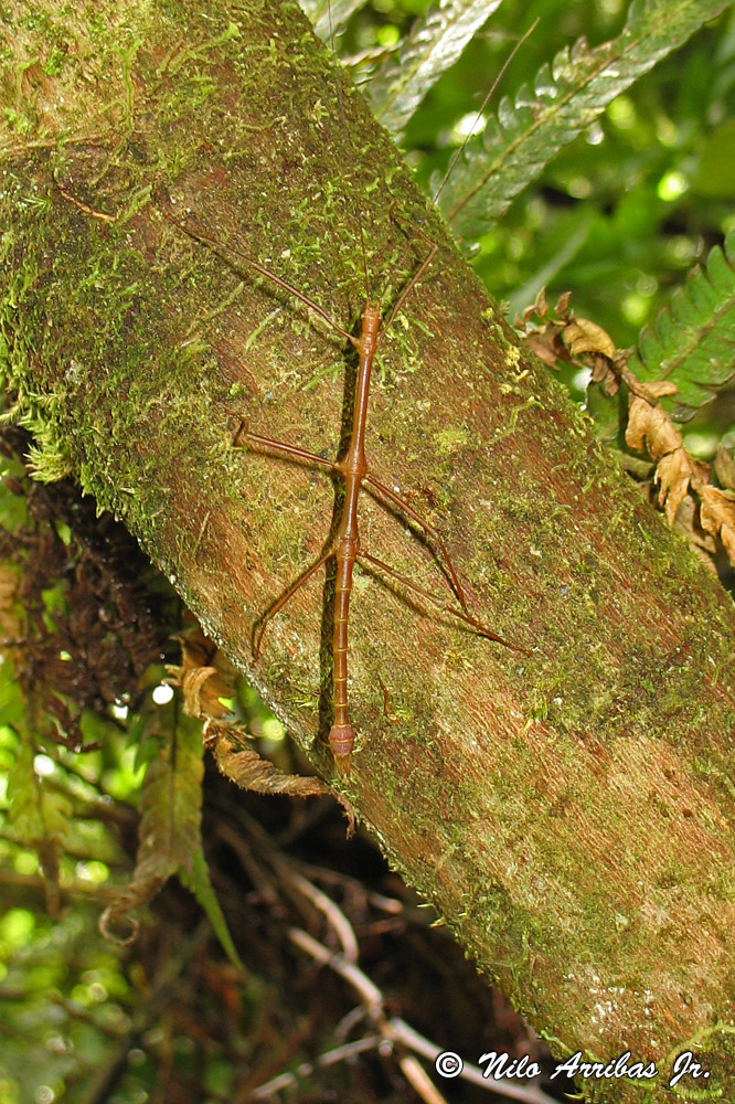 The Walking Stick Insect