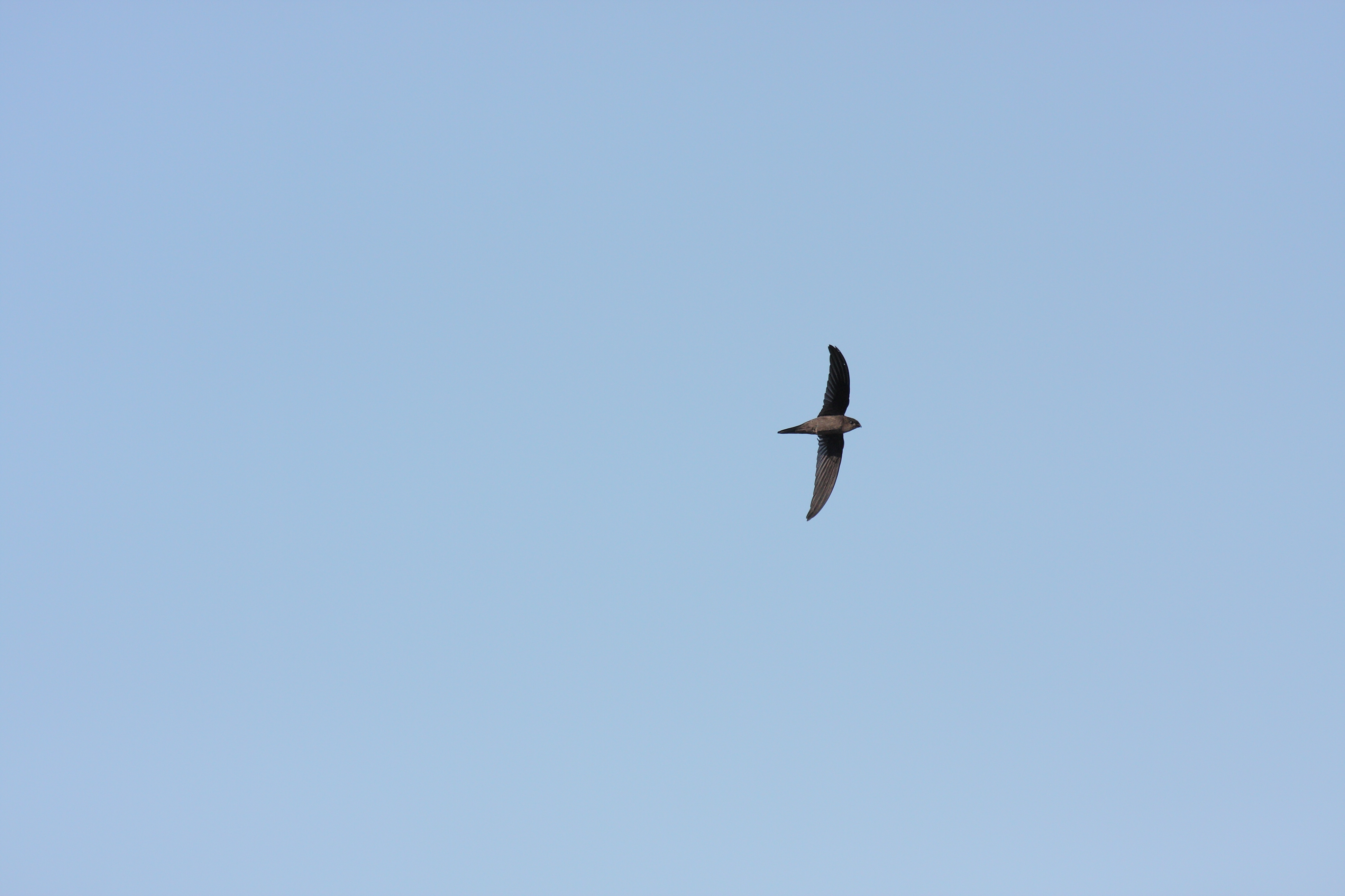Islands_Swiftlet-IMG_0640.JPG