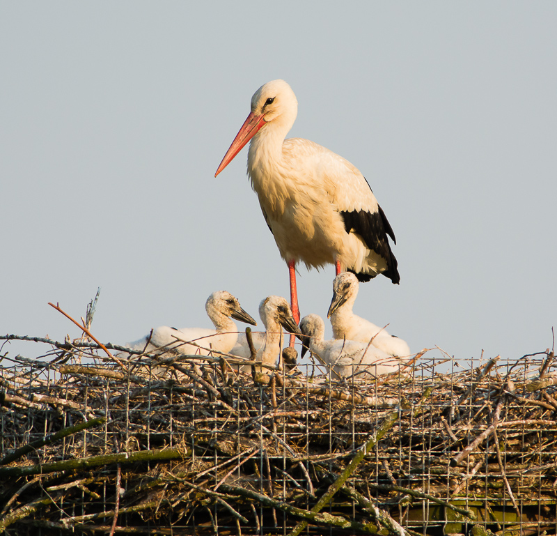 Vrouw ooievaar met 5 kuikens  van ongeveer 18 dg oud. 