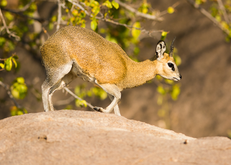 Klipspringer