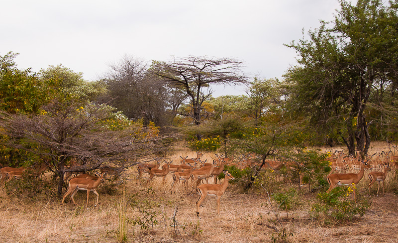 Impala