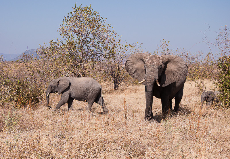 Olifant
