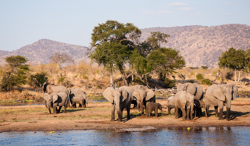 Olifanten drinkend in Ruaha Rivier
