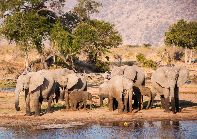 Olifanten drinkend bij Ruaha Rivier