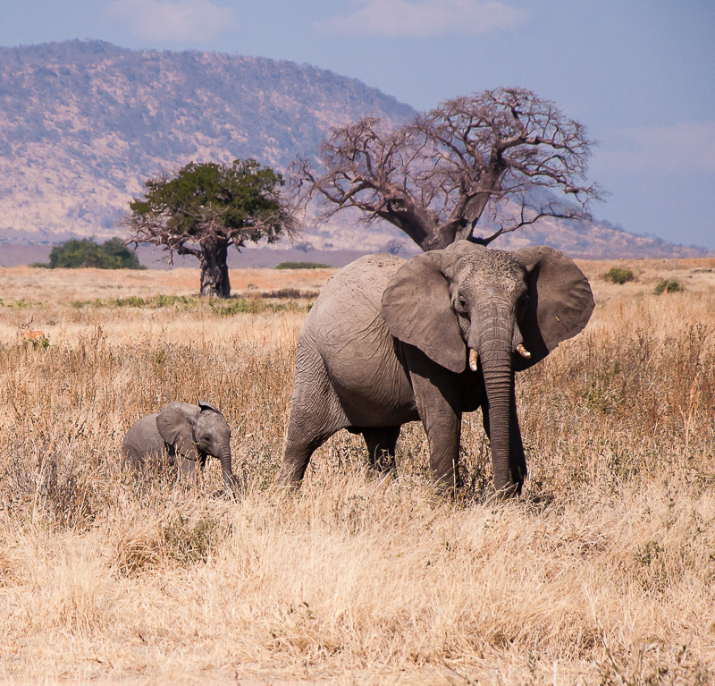 Olifant met jong in landschap met baobabboom