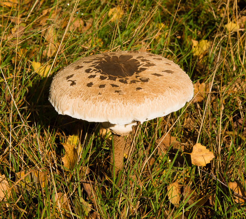 Grote parasolzwam