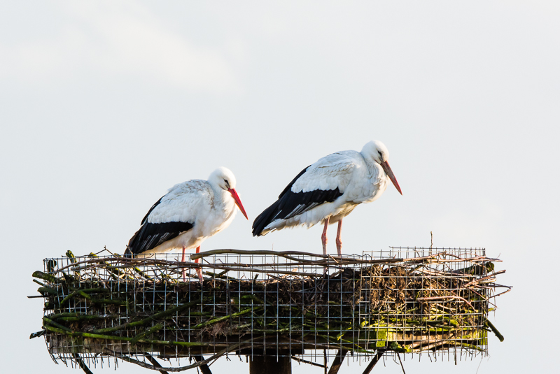 Ongeringd paartje  ooievaars neemt bezit van nest .Man rechts is stukken groter.