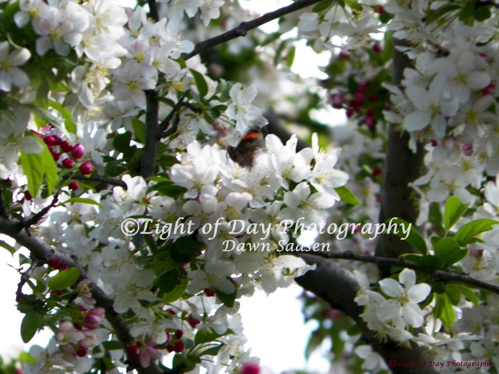 2) Light of Day Photography Dawn Saasen (577).JPG