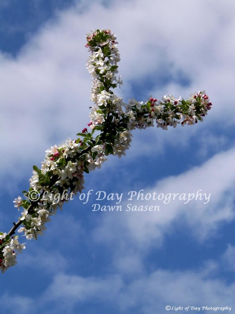 2) Light of Day Photography Dawn Saasen (584).JPG