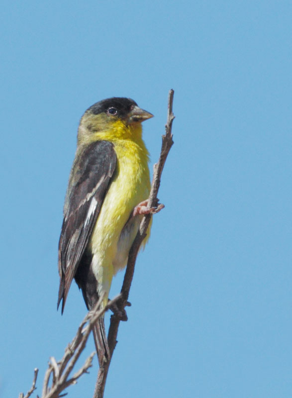 Lesser Goldfinch, male